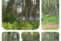 820 Acres Of Pine Trees For Sale In Nakaseke At 7m Per Acre
