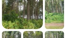 820 Acres Of Pine Trees For Sale In Nakaseke At 7m Per Acre