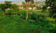 Half Acre Plot Of Land For Sale In Bira Hill Bulenga At 500m Shillings