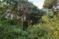 28 Acres Of Land For Sale In Ngaaju Butuntumula Luwero 8m Per Acre