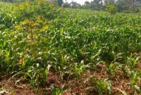 2 Acres Of Land For Sale In Wabitungulu Zirobwe At 25m Per Acre