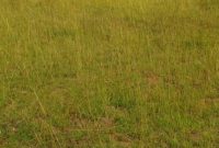 250 Acres Of Land For Sale In Nakasongola District At 3.5m Per Acre