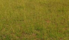 250 Acres Of Land For Sale In Nakasongola District At 3.5m Per Acre