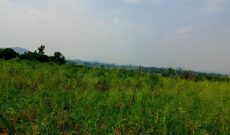 25 Acres Of Land For Sale In Bondo Arua District At 7.5m Per Acre