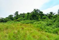 30 Acres Of Farm Land For Sale In Nebbi Kucwiny At 850,000 Shillings Per Acre