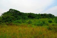 11.8 Acres Of Land For Sale In Nakasajja Gayaza Road At 85m Per Acre