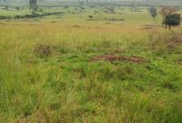 640 Acres Of Land For Sale In Ntungamo District Freehold At 13m Per Acre
