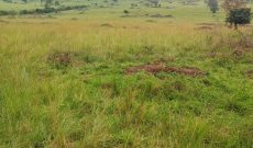 640 Acres Of Land For Sale In Ntungamo District Freehold At 13m Per Acre