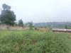 7-plots-of-50x100ft-of-land-for-sale-in-namugongo-bukerere-at-17m-each