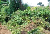 50 Acres Of Land For Sale In Kasana Town Luwero 80m Per Acre