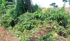 50 Acres Of Land For Sale In Kasana Town Luwero 80m Per Acre