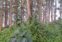 1 Acre Of Land For Sale In Kira Kitukutwe At 400m
