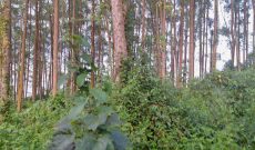 1 Acre Of Land For Sale In Kira Kitukutwe At 400m