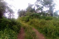 57 Acres Of Land For Sale In Nkokonjeru Nsuube Maseke At 35 Per Acre