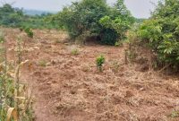 30 Acres Of Land For Sale In Zirobwe Kamwano 5m Per Acre