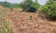 30 Acres Of Land For Sale In Zirobwe Kamwano 5m Per Acre