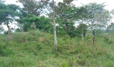 60 Acres Of Farm For Sale In Luwero Kamira At 6m Shillings Per Acre