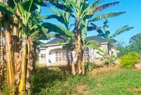 50x100ft Plot Of Land For Sale In Matugga Nasse Mukigaga At 19.5m