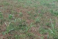 100 Acres Of Land For Sale In Kalambya Buikwe District 15m Per Acre