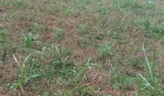 100 Acres Of Land For Sale In Kalambya Buikwe District 15m Per Acre