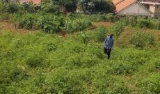 23 Decimals Plot Of Land For Sale In Muyenga Bukasa 600m