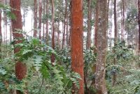 60 Acres Of Land With Eucalyptus Trees For Sale In Kasanje At 150m