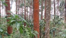 60 Acres Of Land With Eucalyptus Trees For Sale In Kasanje At 150m