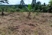 3 Acres Of Land For Sale In Mukono Kisoga Banda At 100m Per Acre