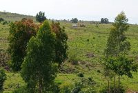 300 Acres Of Land On River Waki Kigorobya Hoima At 6m Per Acre