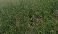 85 Acres Of Farmland For Sale In Mazzi Kitenderi Luwero 6.5m Per Acre