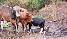 226 Acres Farm For Sale In Kiruhura District With House, And Dams At 25m Per Acre