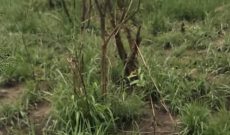 4 Square Miles (2500 Acres) Farmland For Sale Okidi North In Amuru 2.5m Per Acre