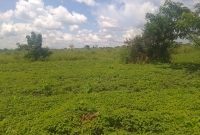21 Acres Freehold Land For Sale In Karuma Apala B Oyam Distict 8m Per Acre