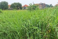 45 Decimals Plot Of Land For Sale In Kyanja Komamboga At 570m