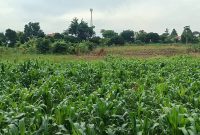 3 Acres Of Lake View Land For Sale In Bwerenga Bugiri Entebbe Road At 400m Per Acre