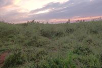 15 Acres Of Farmland For Sale IN Nakaseke Nabisojjo At 4.8m Per Acre