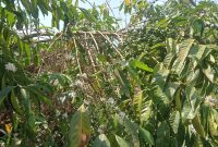9 Acres Coffee Plantation On Sale In Kiwoko Nakaseke Uganda 15m Shillings Per Acre