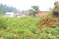 1.6 Acres Of Land For Sale In Kira Kijabijjo At 330m