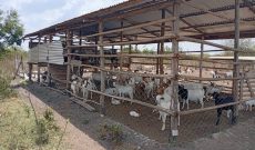 210 Goat Farm In Kayunga Bbaale On 120 Acres Of Land For Sale At 250m Shillings