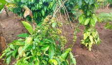 10 Acres Of Farmland In Kayunga Kyabazaala With Some Coffee At 20m Per Acre