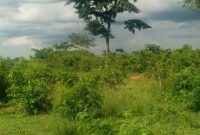 57 Acres Of Land For Sale In Kikyusa Kabunyata At 8.5m Per Acre