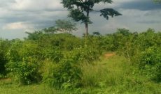 57 Acres Of Land For Sale In Kikyusa Kabunyata At 8.5m Per Acre