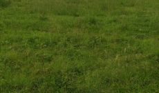 20 Acres Of Land For Sale In Kikyusa Buzibwera Luwero At 9m Per Acre
