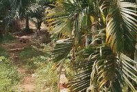 4 Acres Of Lakeshore Land For Sale In Bugiri Bukasa Bwerenga Road At 1.5 Billions Shillings