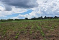 50 Acres Of Agricultural Land For Sale In Kikyusa-Kabunyata At 8.5m Per Acre