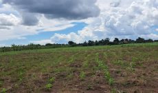 50 Acres Of Agricultural Land For Sale In Kikyusa-Kabunyata At 8.5m Per Acre