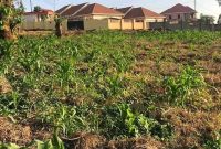 50x100ft Plot Of Land For Sale In Naalya Kimbejja At 95m Shillings