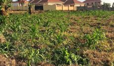 50x100ft Plot Of Land For Sale In Naalya Kimbejja At 95m Shillings