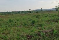 20 Acres Of Farmland For Sale In Kamira Kikyusa Luwero District At 10m Per Acre
