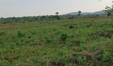 20 Acres Of Farmland For Sale In Kamira Kikyusa Luwero District At 10m Per Acre